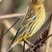 Bobolink